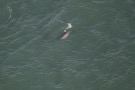 Missing Picture